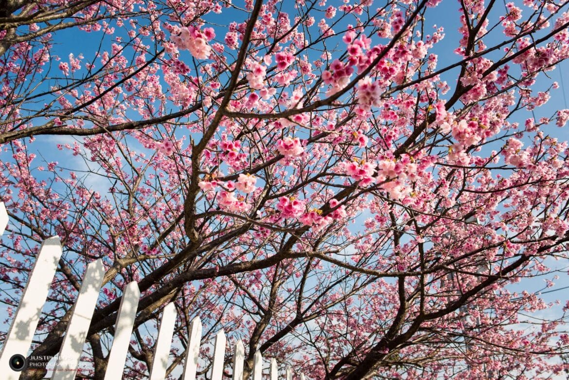 平菁街42巷賞櫻