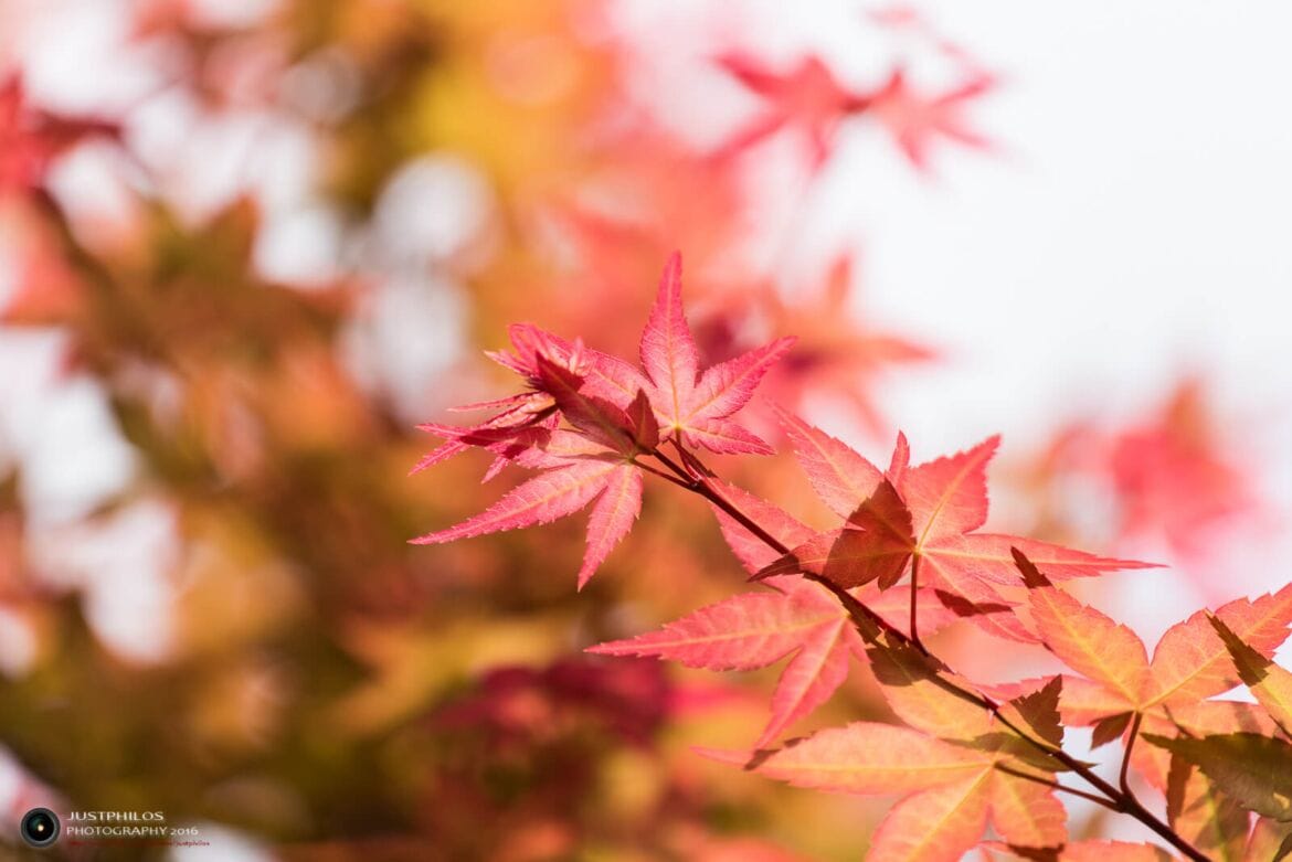 台北奧萬大賞楓