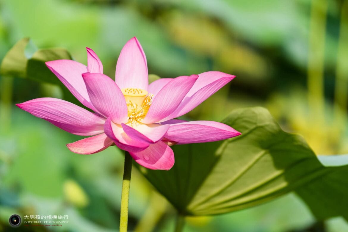 台北植物園荷花