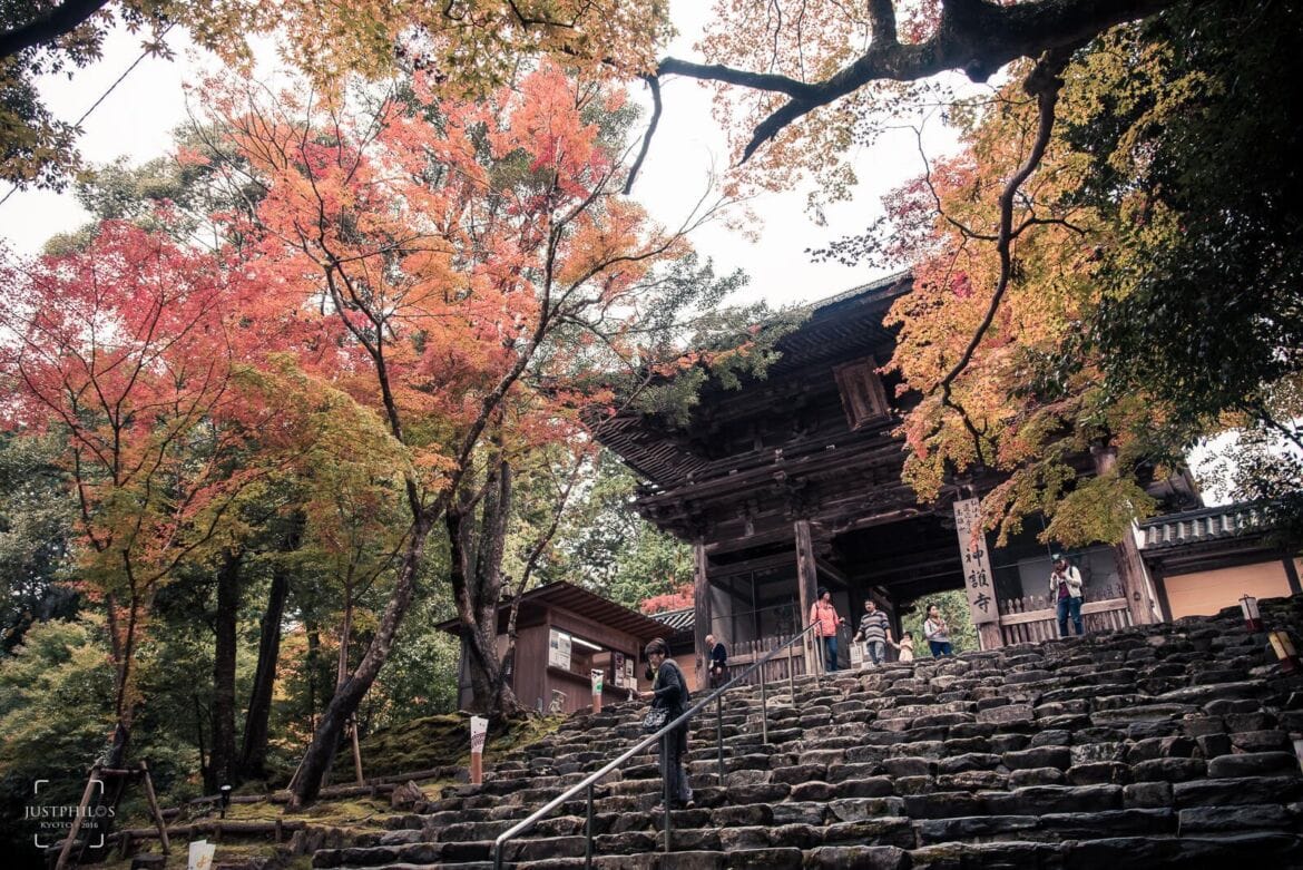 京都神護寺賞楓