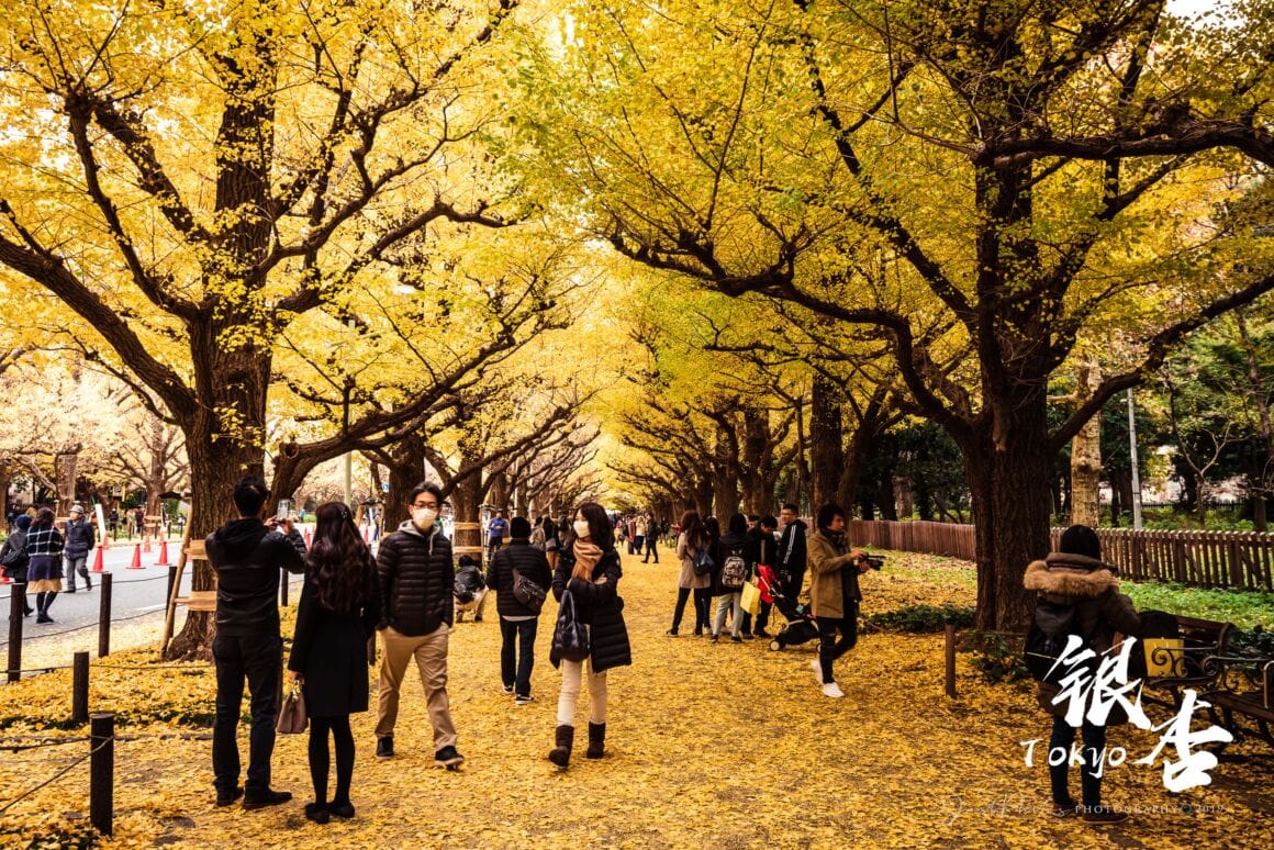 明治神宮外苑兩旁的銀杏樹下擠滿遊客。