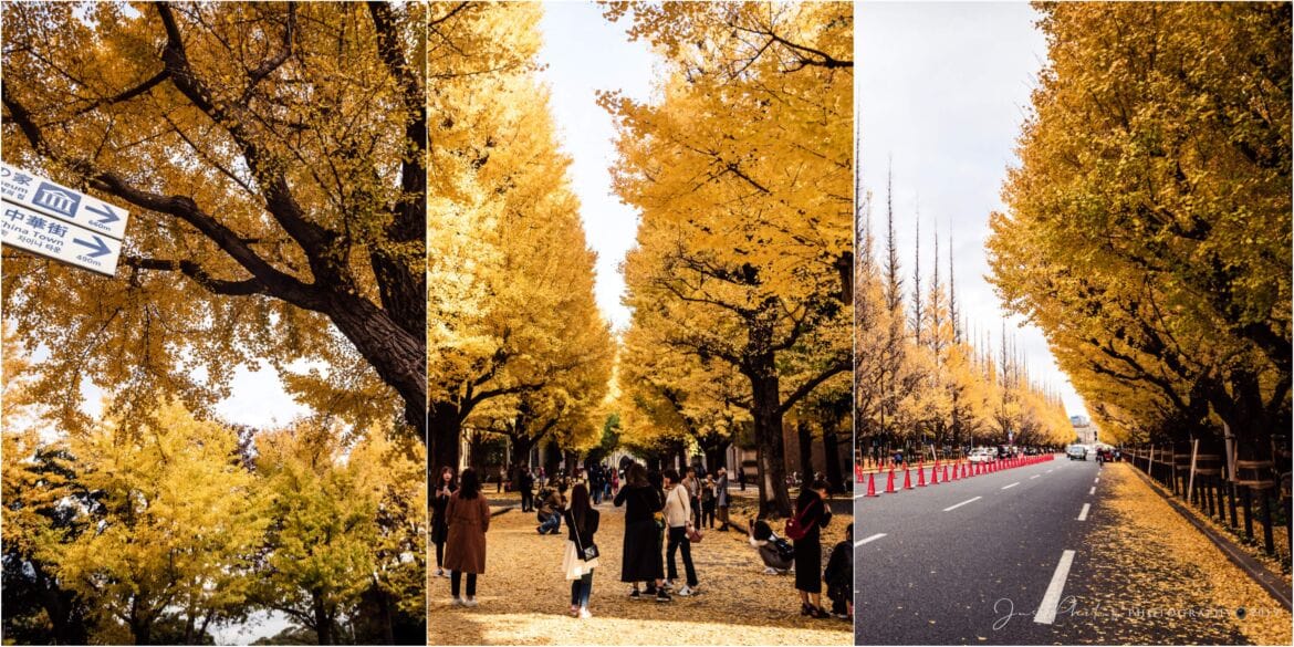東京賞銀杏景點推薦