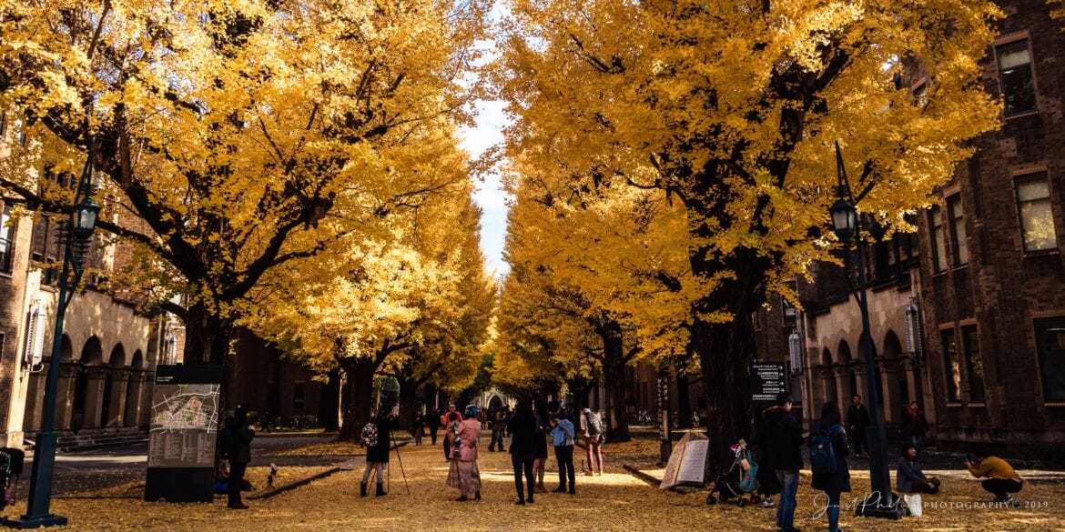 東京大學銀杏
