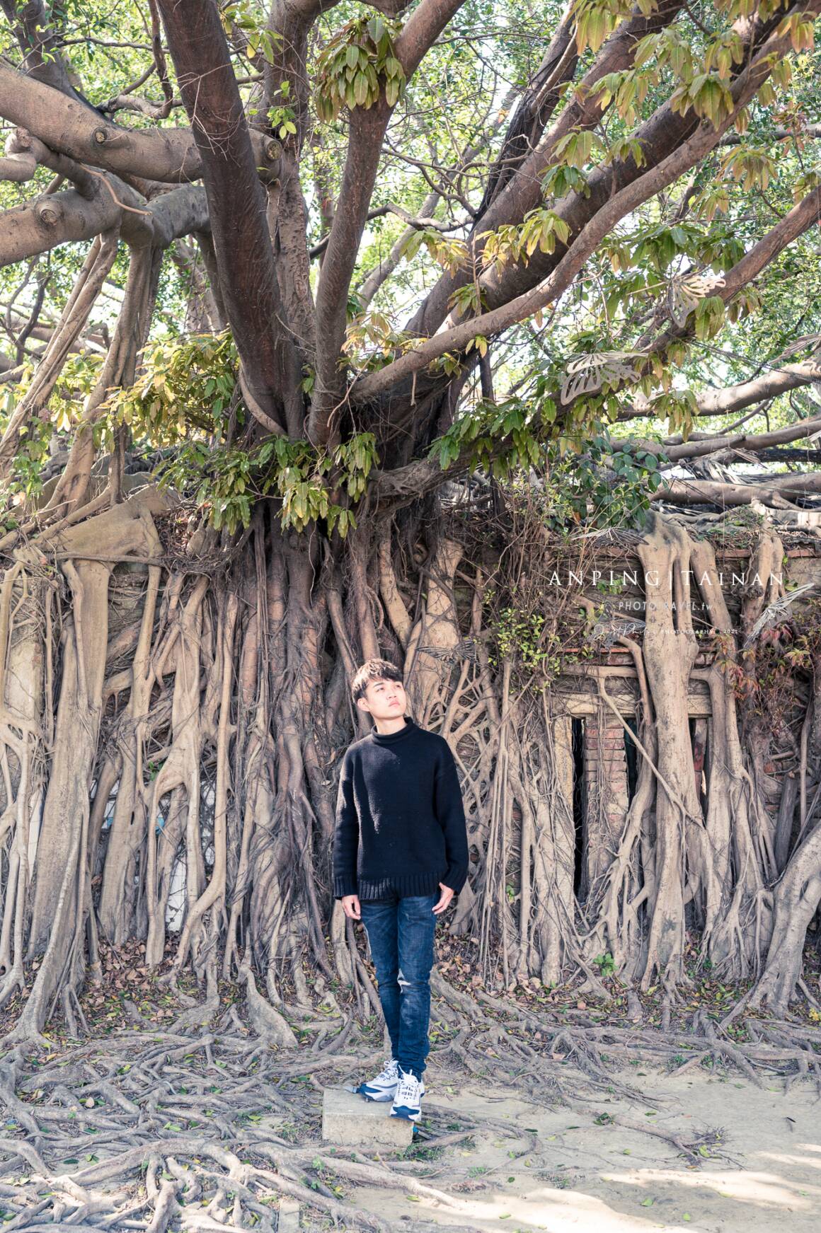 台南樹屋拍照點