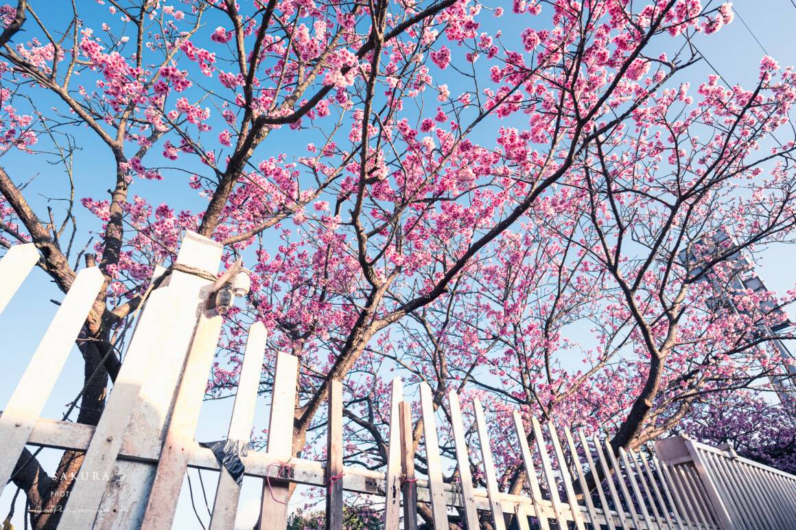 平菁街42巷櫻花