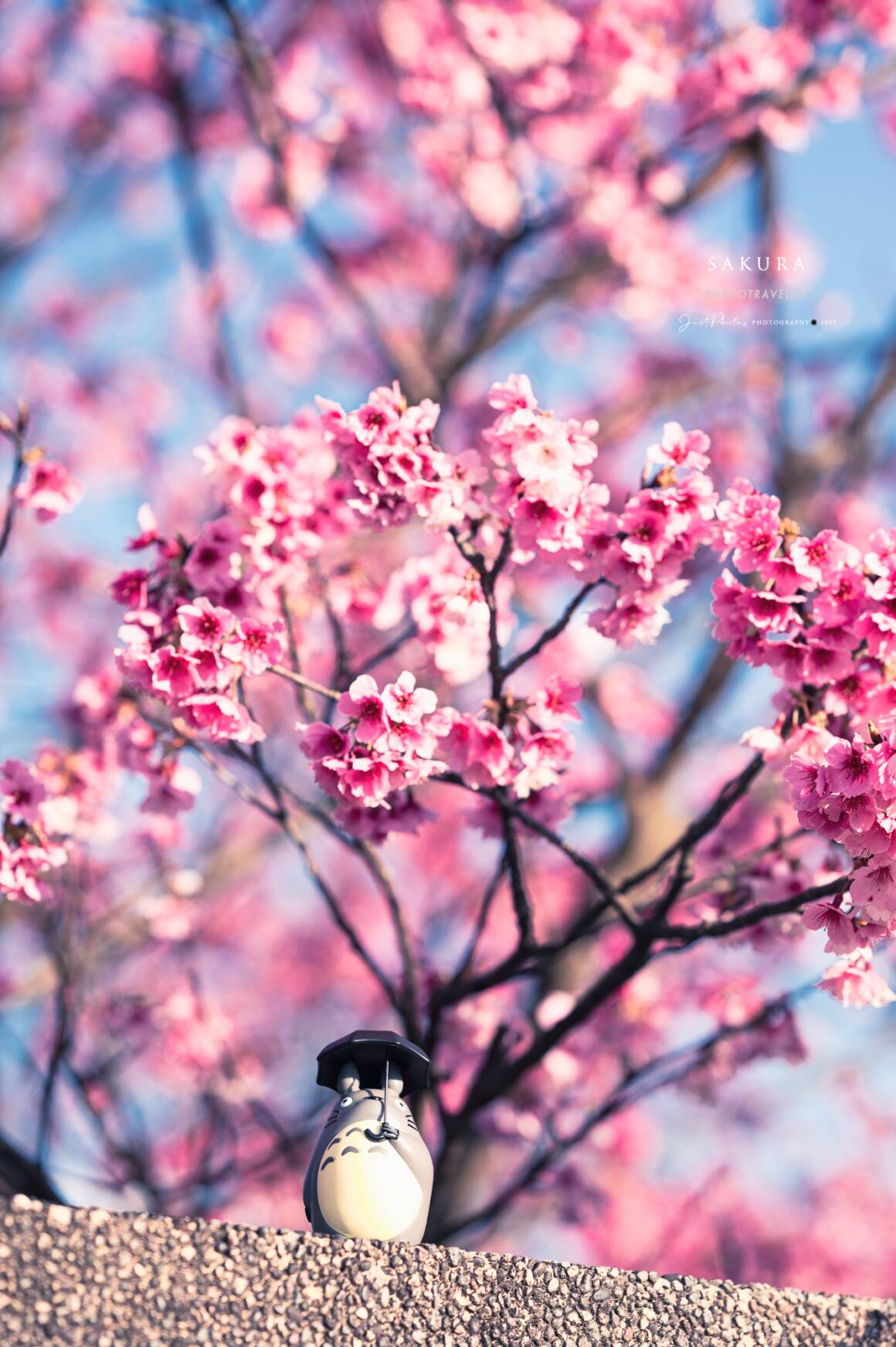 拍攝櫻花的五個小技巧
