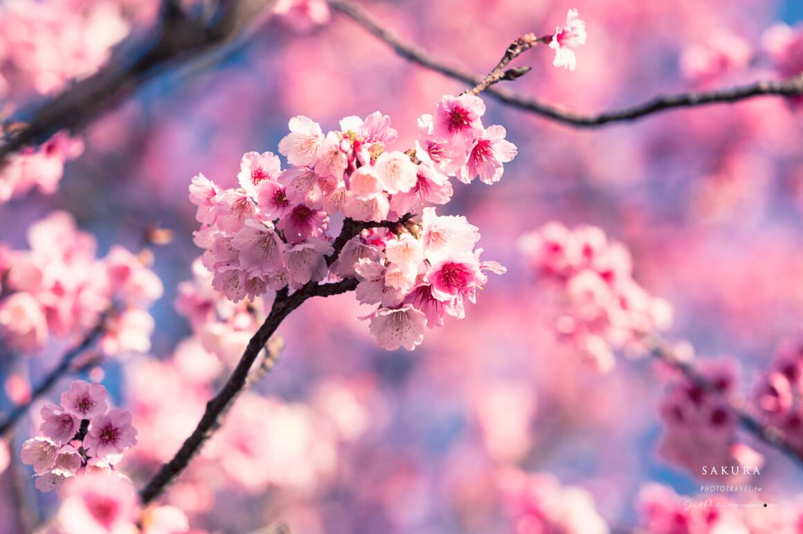 拍攝櫻花的五個小技巧