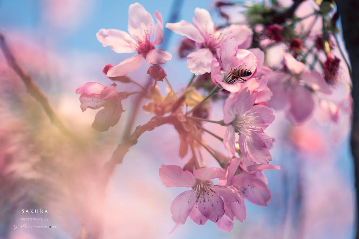 拍攝櫻花的五個小技巧