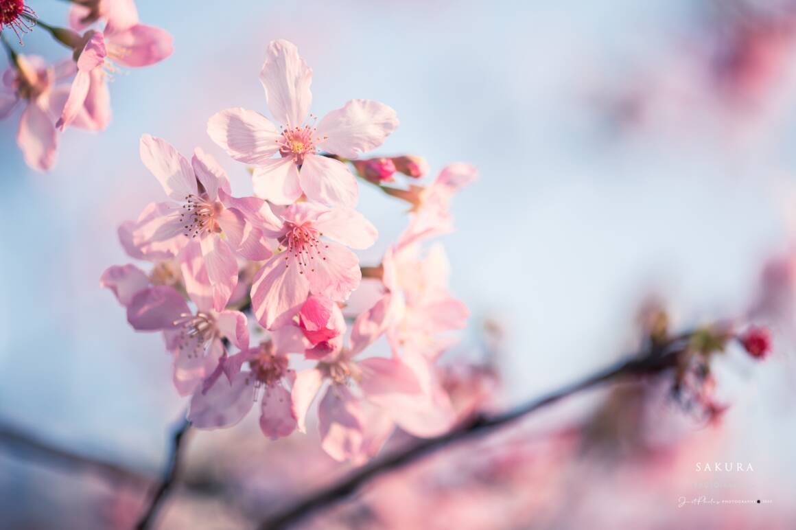 內湖樂活公園櫻花