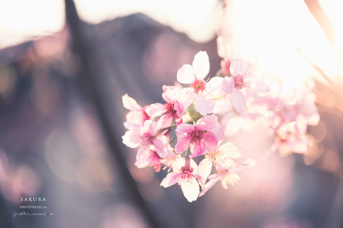 拍攝櫻花的五個小技巧