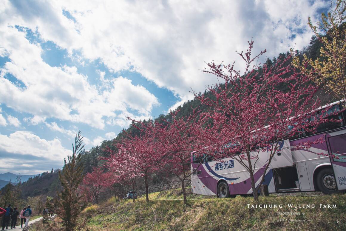 武陵農場賞櫻專車