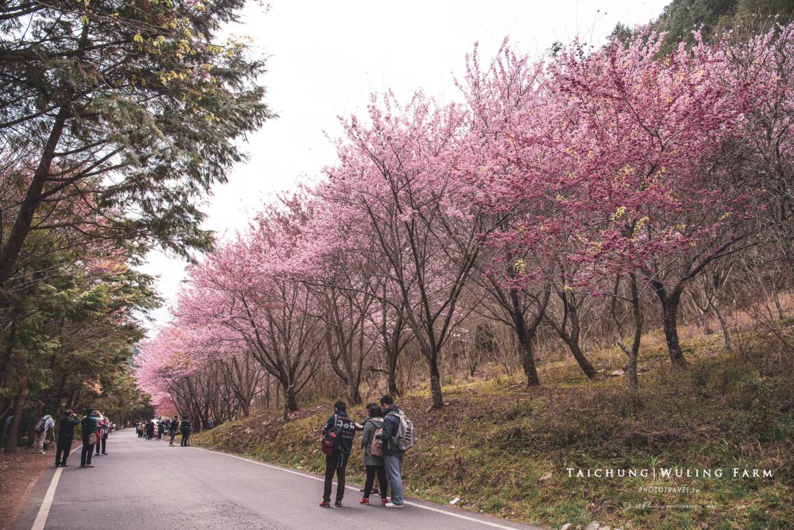 武陵農場櫻花景點：桃園櫻花台