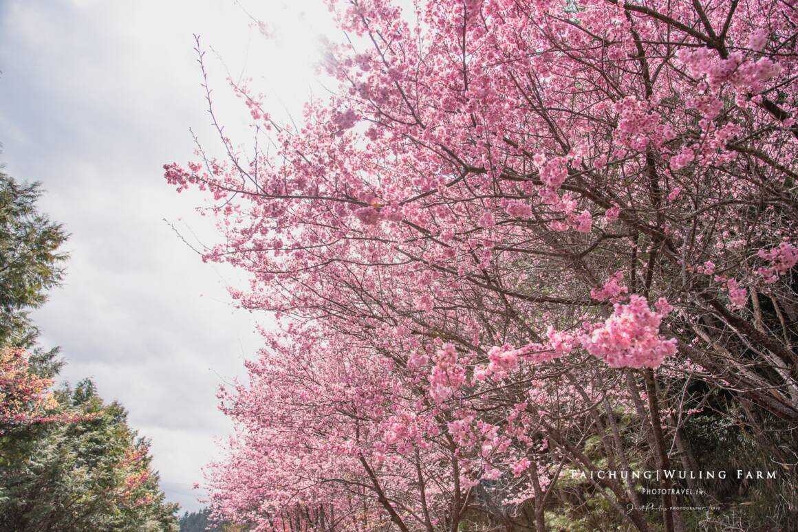 武陵農場櫻花景點：桃園櫻花台
