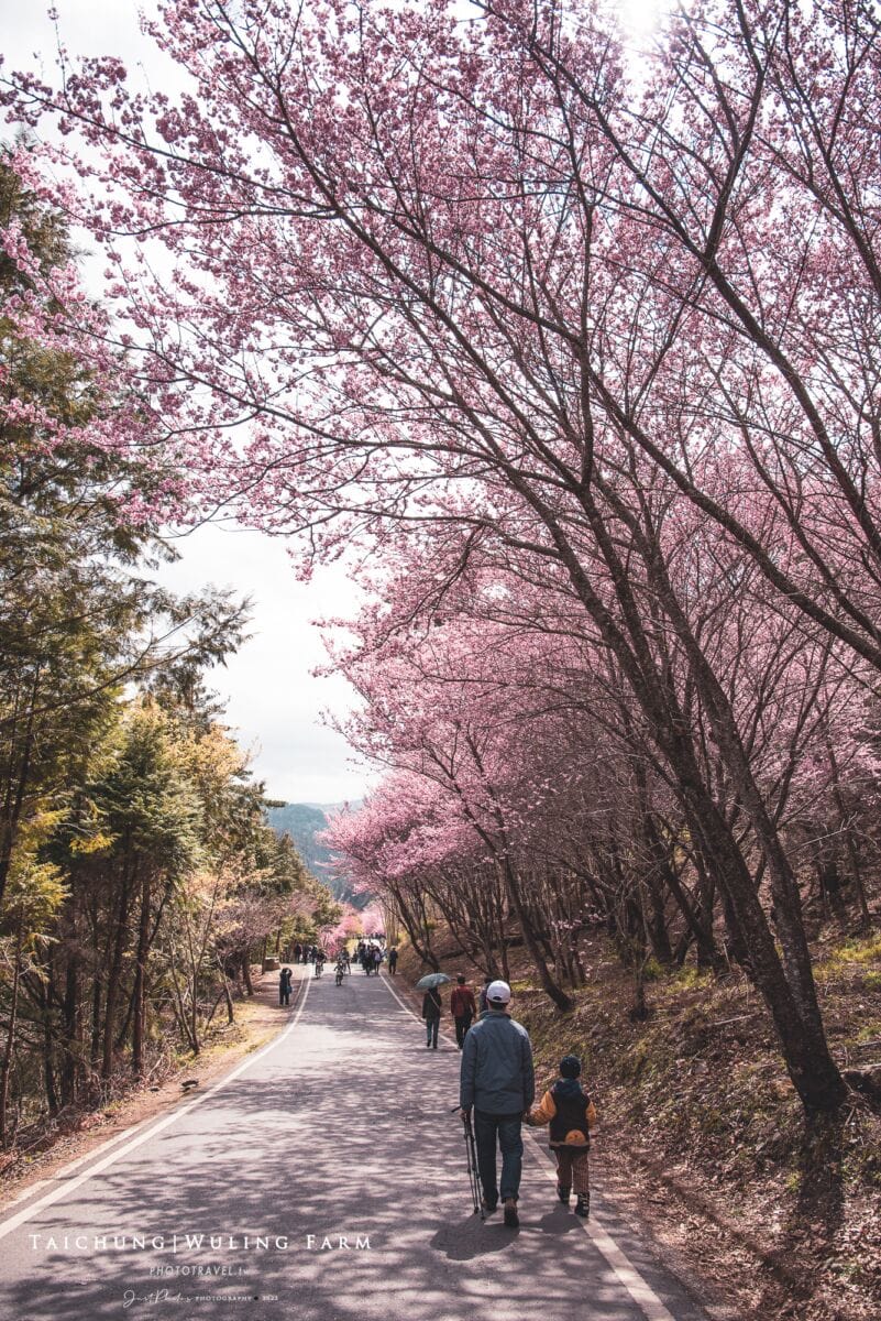 武陵農場賞櫻
