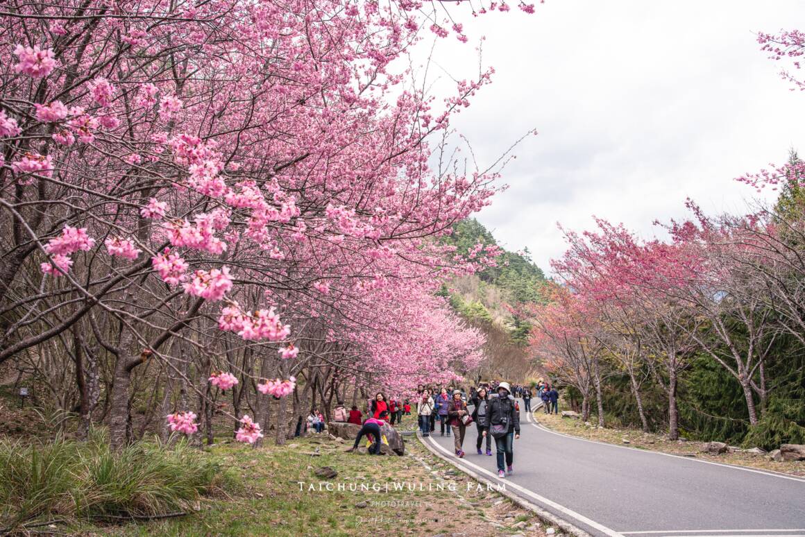 武陵農場賞櫻