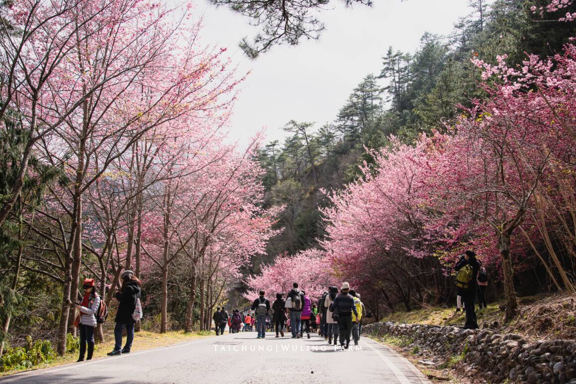 武陵農場賞櫻