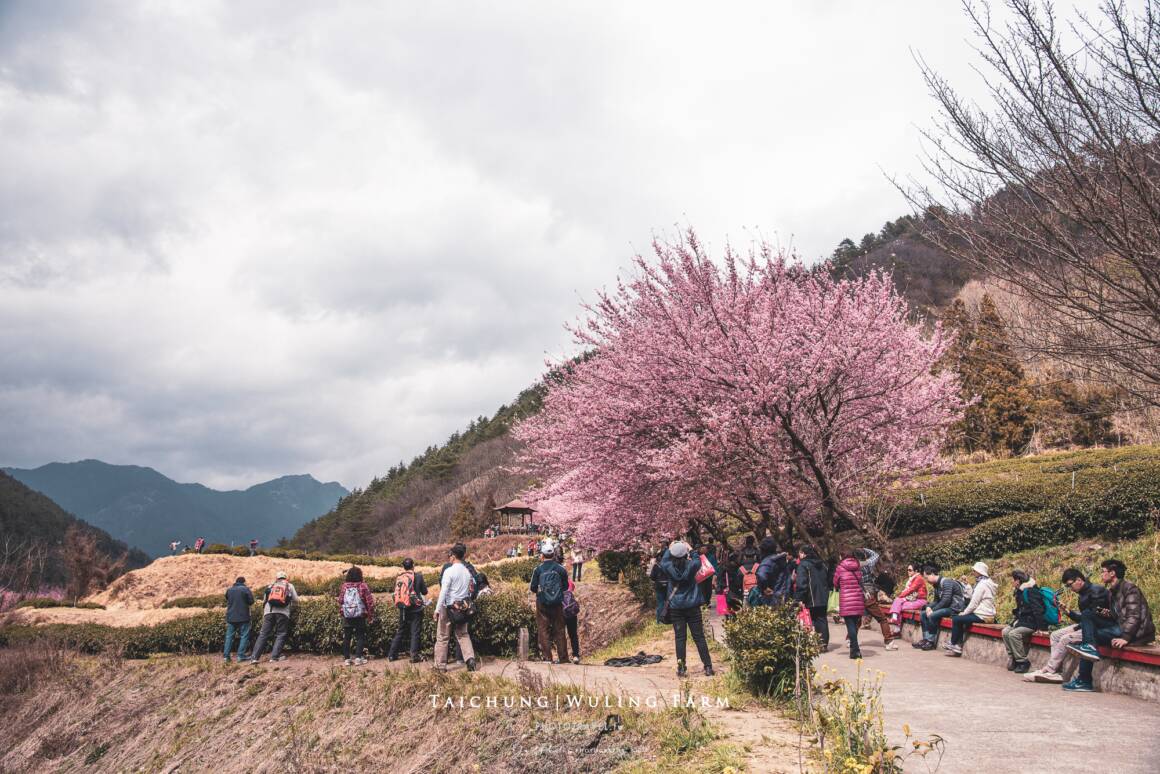 武陵農場櫻花季