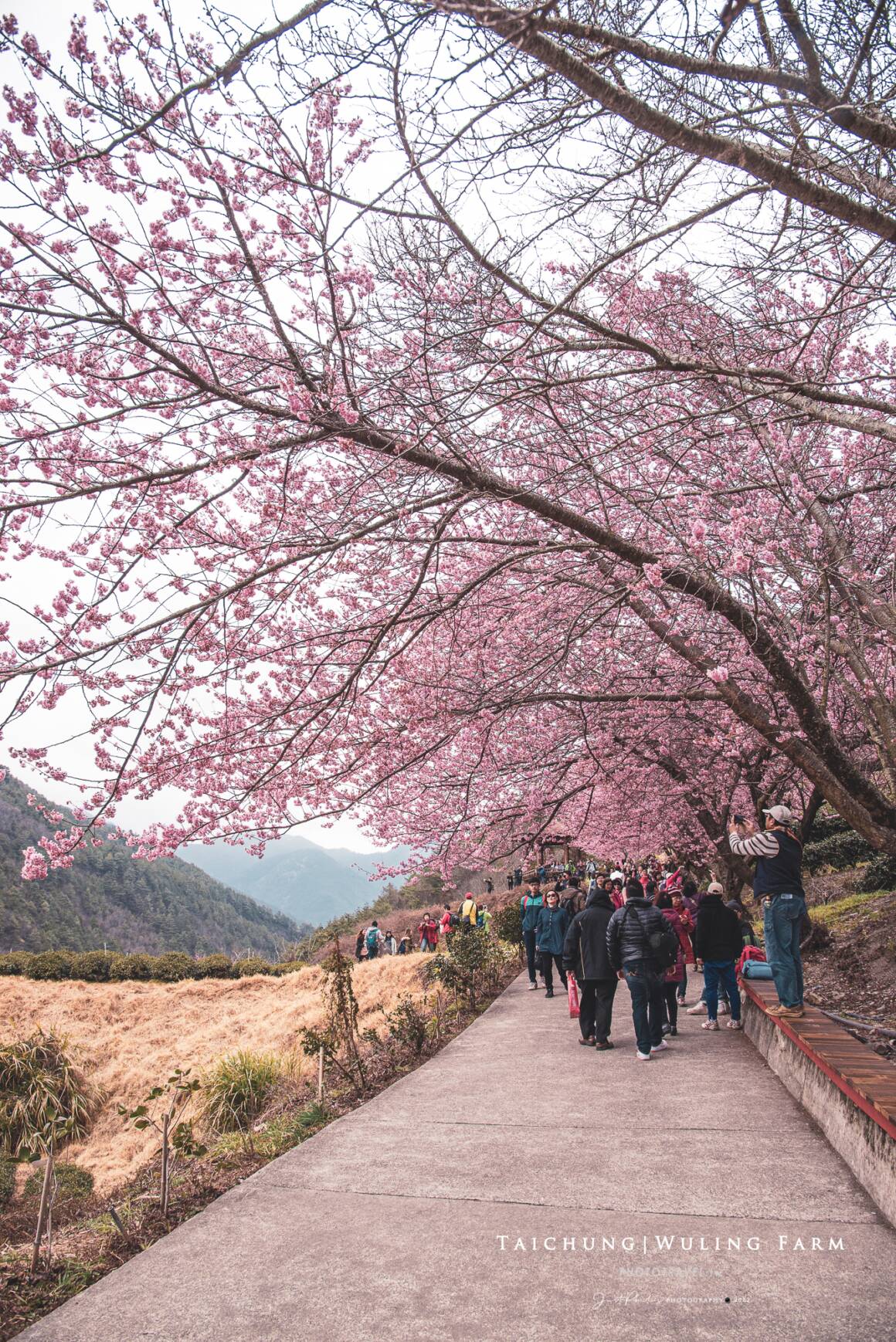 武陵農場櫻花季