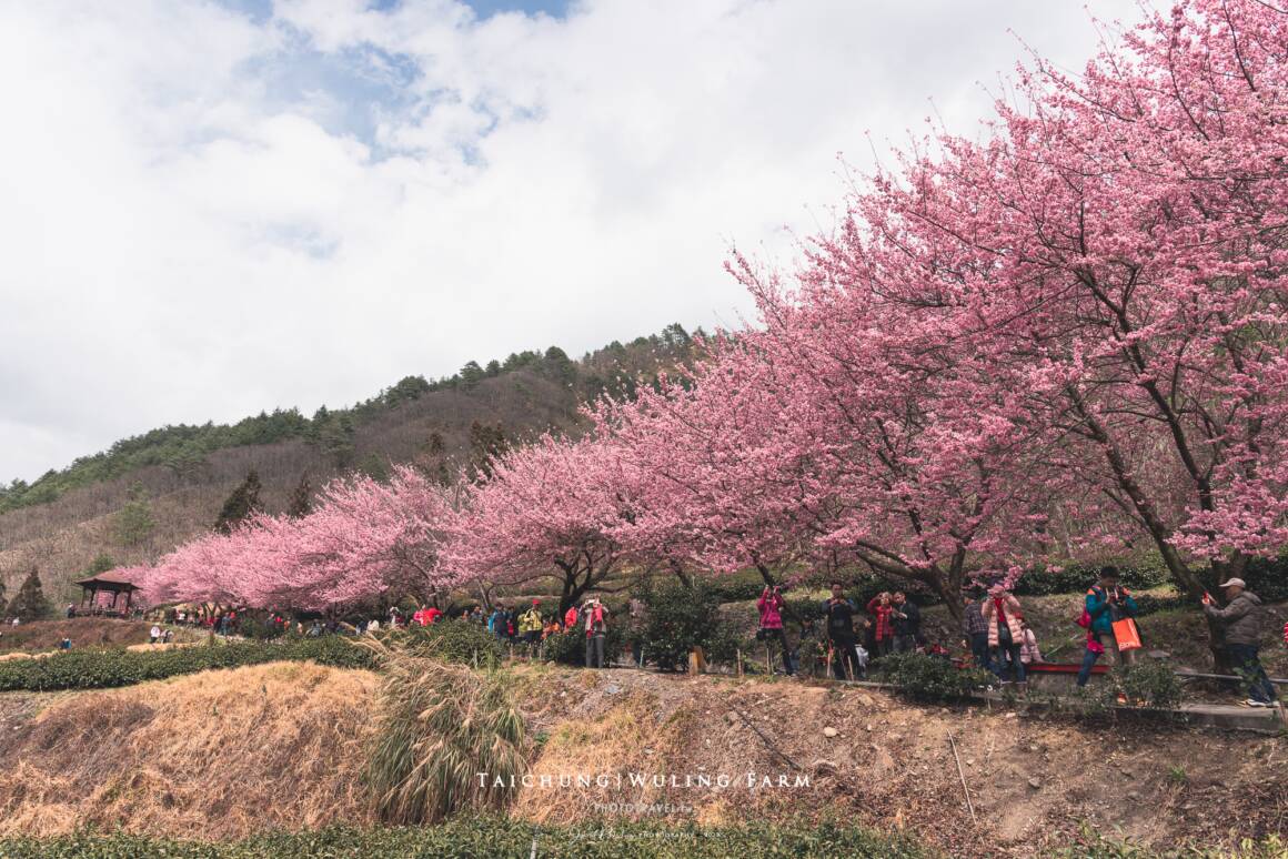 武陵農場櫻花季
