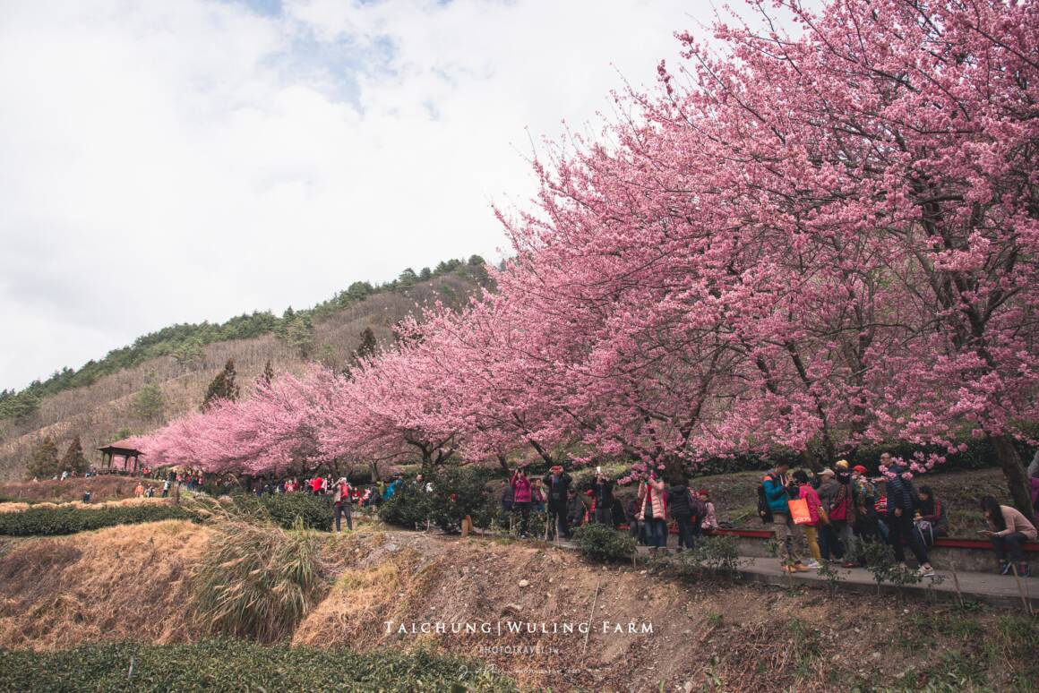 武陵農場櫻花季