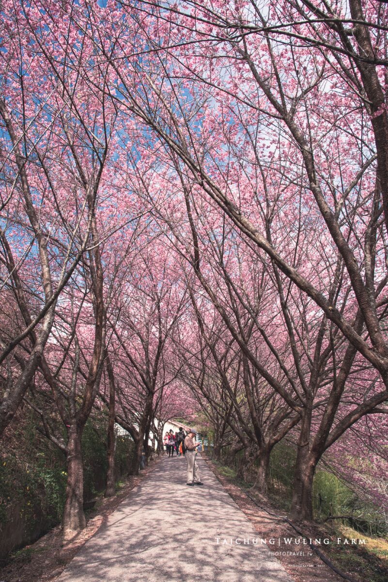 武陵農場賞櫻