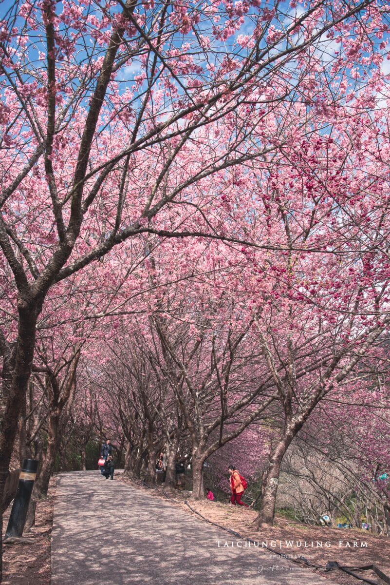 武陵農場賞櫻