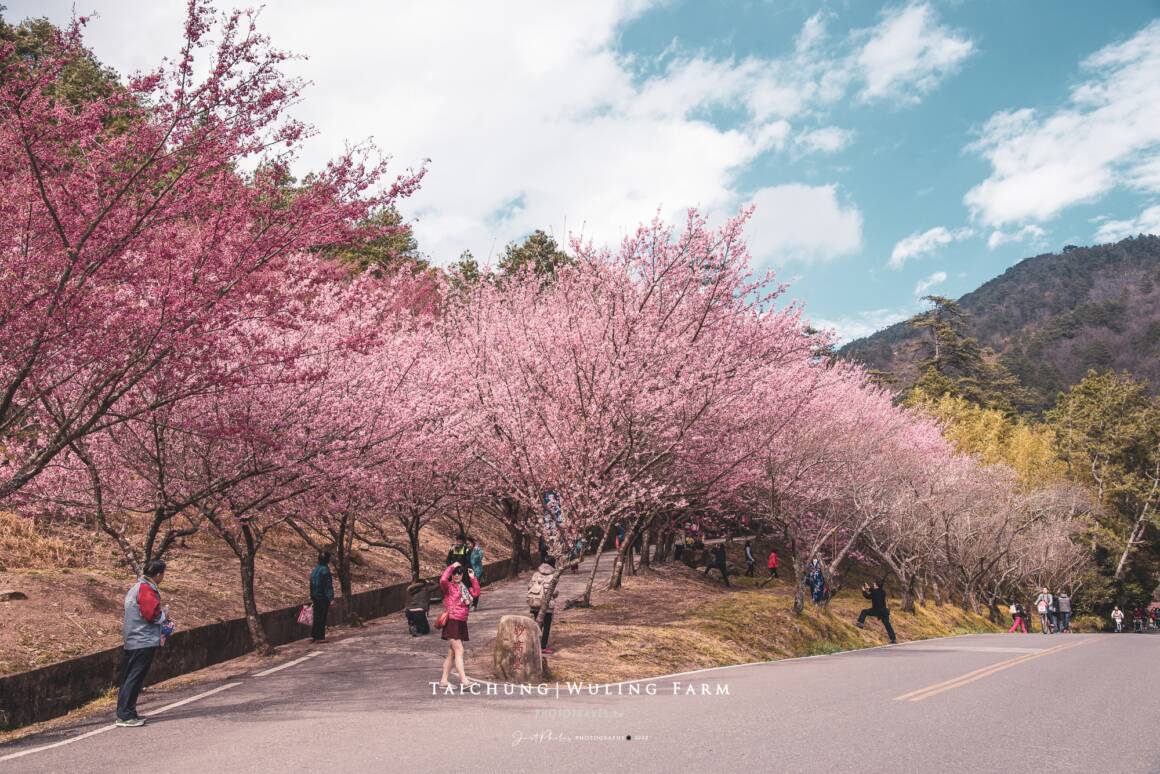 武陵農場賞櫻