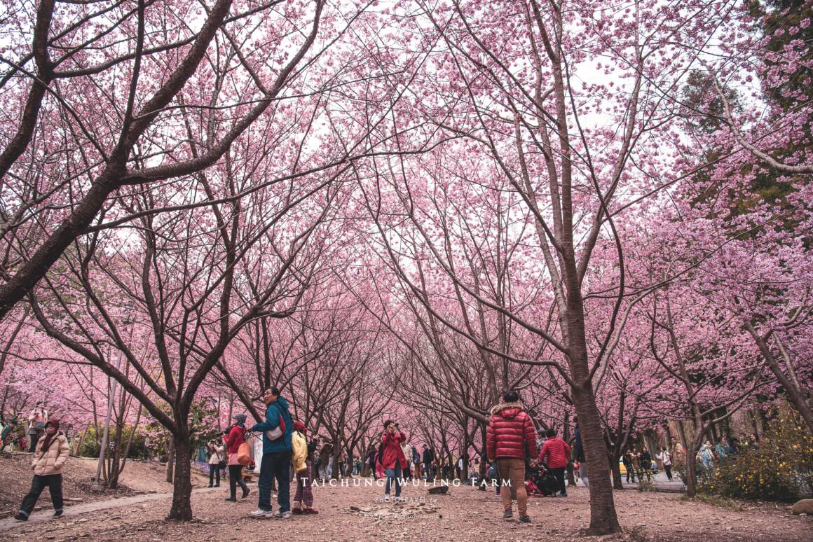 武陵農場賞櫻