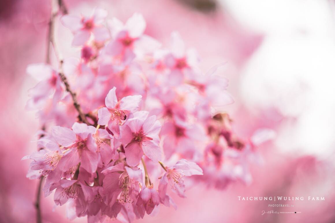 武陵農場賞櫻