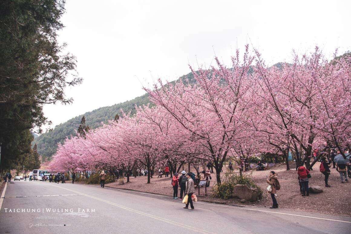 武陵農場賞櫻