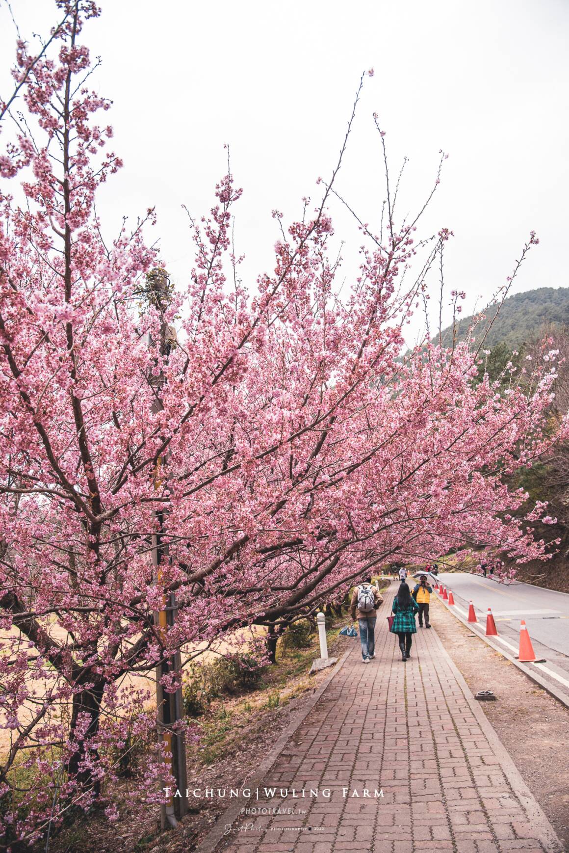 武陵農場賞櫻