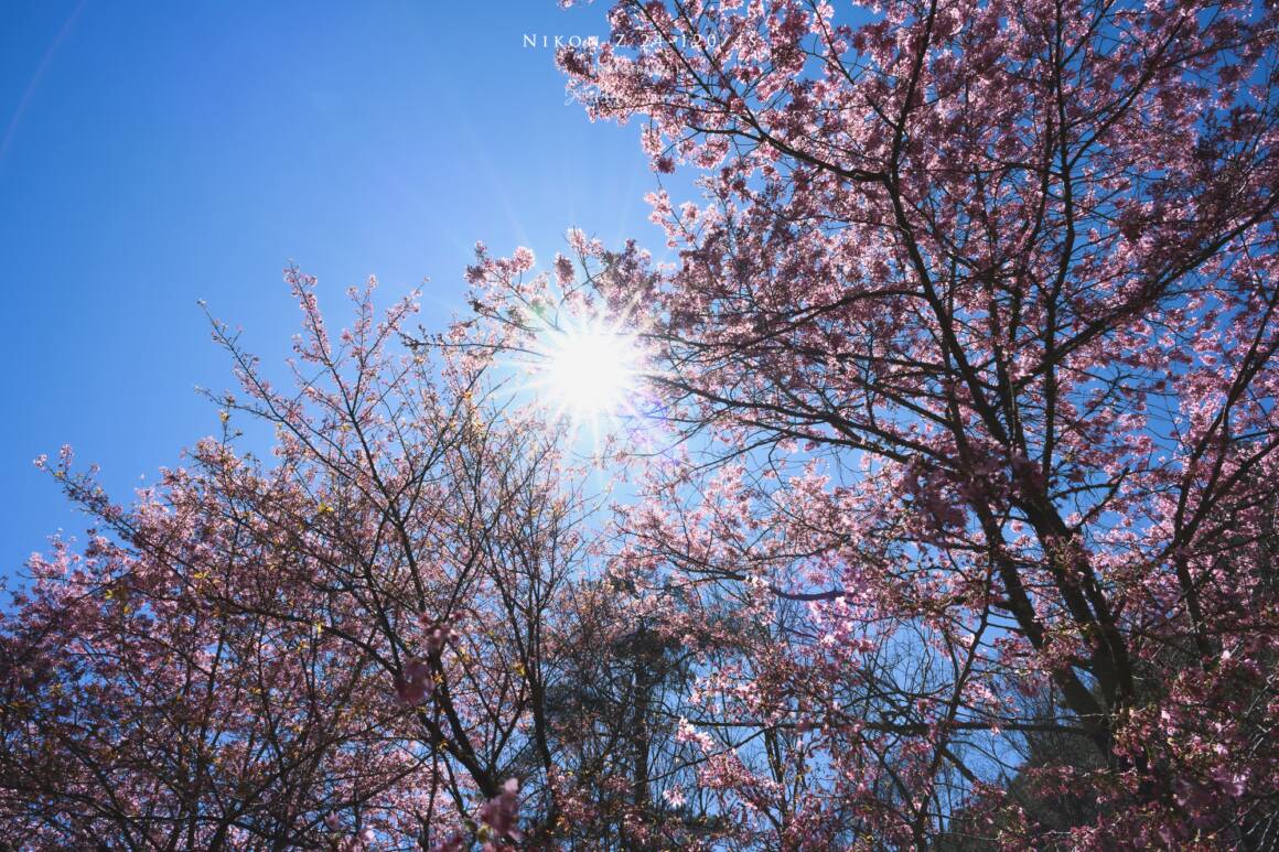 [開箱] Nikon Z 24-120mm f/4 S | 焦段與畫質兼具的旅遊鏡實拍分享