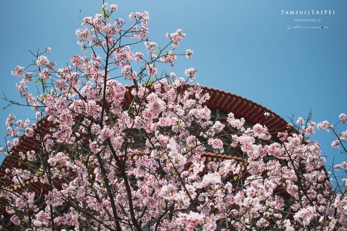 淡水天元宮吉野櫻