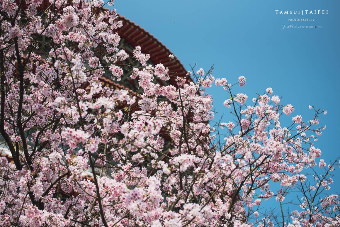 好天氣時適度帶入一點藍天拍攝，可以更襯出吉野櫻粉紅之美。