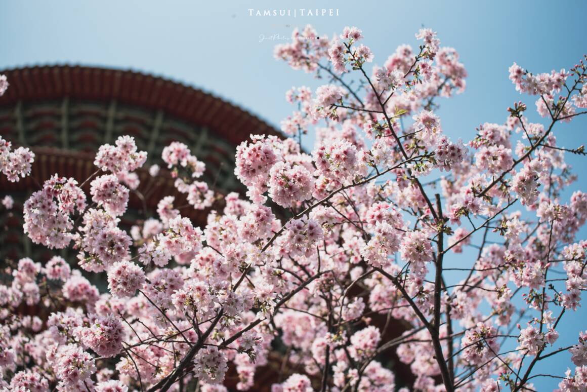 淡水天元宮天壇與吉野櫻相互輝映，是很經典的賞櫻花角度。