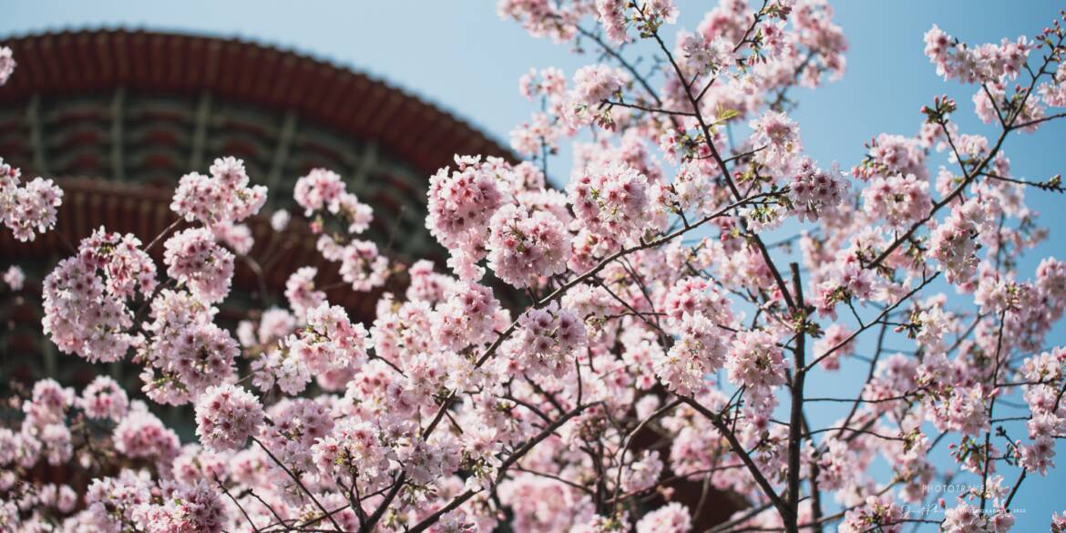 淡水天元宮櫻花