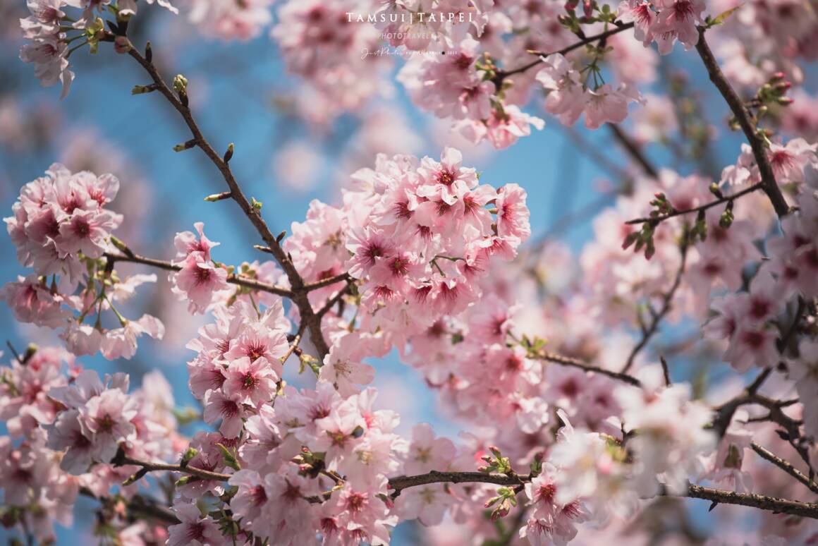 拍攝天元宮櫻花也可用微距鏡拍攝，凸顯櫻花綻放的美麗