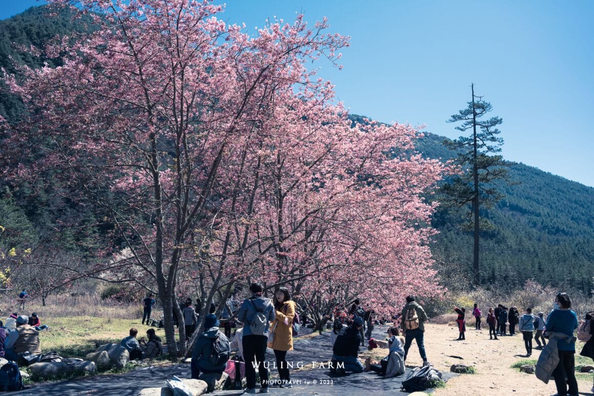 武陵櫻花季