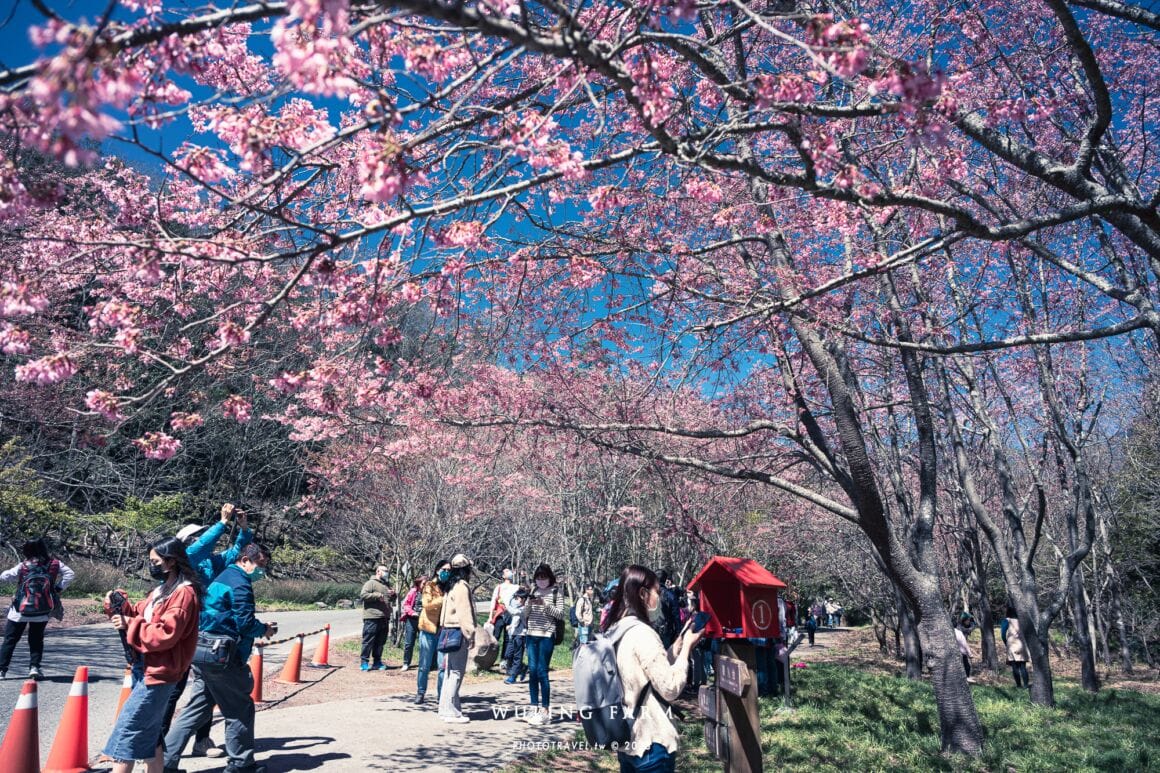 武陵櫻花季